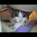 【猫動画】ぬくぬくキャット！！〜にゃんともパレード〜#猫動画#猫#275(YouTube)
