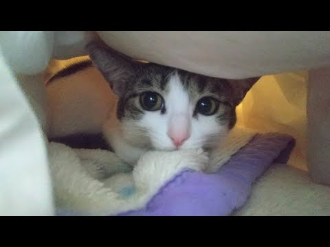 【猫動画】ぬくぬくキャット！！〜にゃんともパレード〜#猫動画#猫#275(YouTube)
