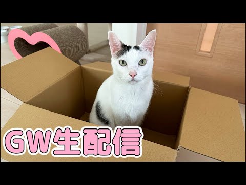 GWなのでゲリラ生配信🐱(YouTube)