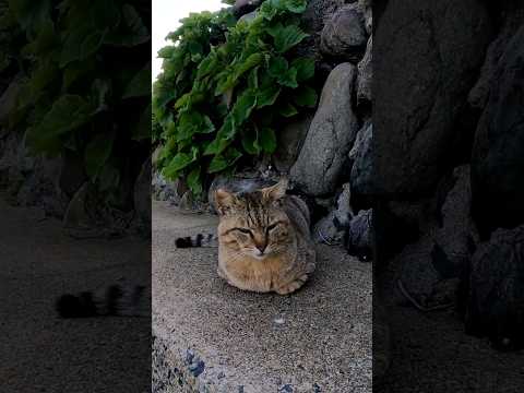 道路脇で寝ていた野良猫を撫でるとメチャメチャ切れられた　#猫島 #野良猫 #外猫 #Cat #猫 #ぬこ  #catisland #shorts(YouTube)