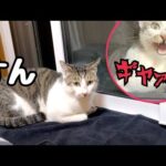 雷雨の日に庭で野良猫がたぬきに襲われ怯えていたので部屋に避難させました(YouTube)