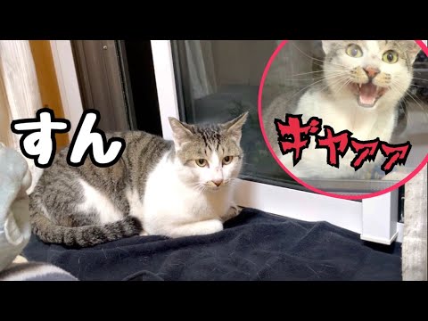 雷雨の日に庭で野良猫がたぬきに襲われ怯えていたので部屋に避難させました(YouTube)