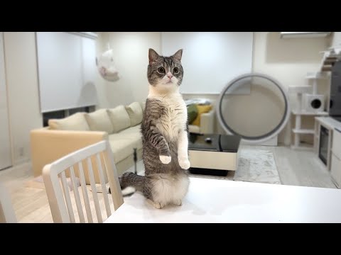 初めて家の前を選挙カーが通ったら猫がびっくりしてこうなっちゃちましたwww(YouTube)