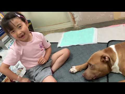 心優ちゃんとピットブルソフィ(YouTube)