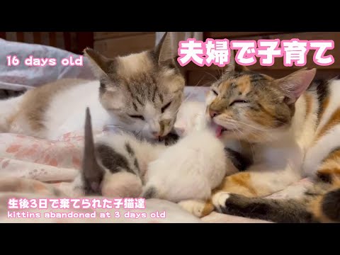 生後3日で棄てられた子猫達 16 days old 夫婦で子育て Kittens abandoned at 3 days old(YouTube)