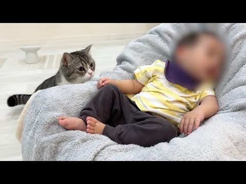生まれて初めて赤ちゃんを見たら猫たちがまさかのこうなりました…(YouTube)