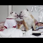 10ヶ月ぶりに実家に遊びに来たのに、バァバが起きてこない時のブルドッグの困った反応がこちら！(YouTube)