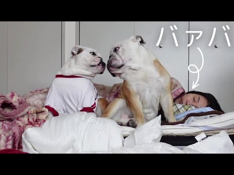 10ヶ月ぶりに実家に遊びに来たのに、バァバが起きてこない時のブルドッグの困った反応がこちら！(YouTube)