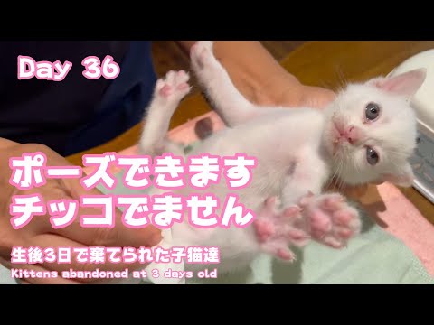 ポーズとれます チッコはでません 生後3日で棄てられた子猫達 Kittens abandoned at 3 days old Day36(YouTube)