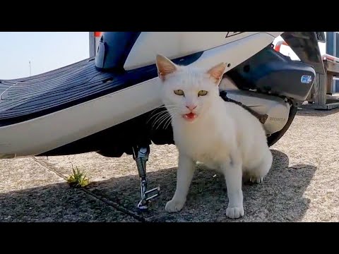 スクーターの下にいた白猫ちゃん、ナデナデすると付いてくるようになった(YouTube)