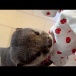 着古した赤ちゃん服に過剰反応するカワウソ Otter overreacts to worn baby clothes(YouTube)