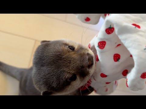 着古した赤ちゃん服に過剰反応するカワウソ Otter overreacts to worn baby clothes(YouTube)