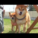 唐突にバーベキュー始めた時の柴犬の反応が可愛すぎました。。(YouTube)