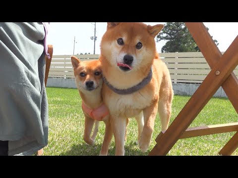 唐突にバーベキュー始めた時の柴犬の反応が可愛すぎました。。(YouTube)
