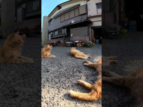 道路で堂々と寝転ぶ猫たち#感動猫動画 #野良猫 #自由猫 #外猫 #Cat #猫  #ぬこ #猫動画 #猫島 #shorts(YouTube)