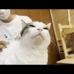 ブラッシング嫌いな猫が大人しくブラシさせてくれました(YouTube)