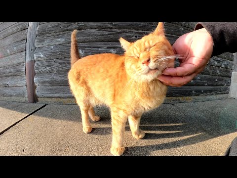 お友達のクリーム猫がいなくて何だか寂しそうな様子の茶トラ猫(YouTube)