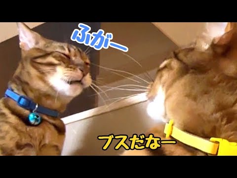 急に変顔かましてくる猫さんのブス可愛さに萌えます(YouTube)