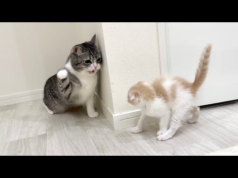 初めて兄に本気ギレされちゃった子猫の反応がかわいすぎたw(YouTube)