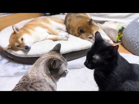 柴犬ペアが一緒に寝てる姿を見た姫猫がとった行動が可愛すぎました(YouTube)