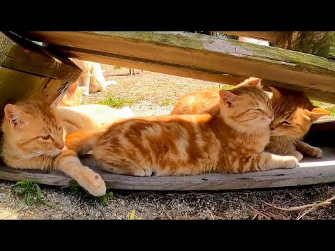 猫島で廃校になった小学校に行くと猫が集まってきて楽しい(YouTube)