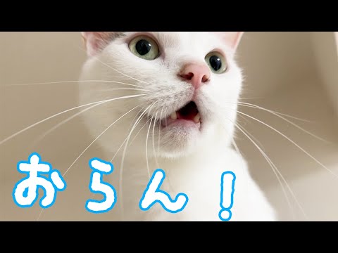 ママが目の前にいるのに「おらん」と言われました…ｗ(YouTube)