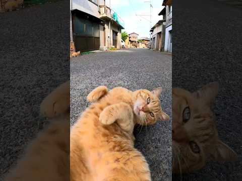 漁港の街で出会った茶トラ猫、撫でるとゴロンゴロン転がってカワイイ#猫島 #野良猫 #自由猫 #外猫 #Cat #猫  #ぬこ #kitten #catisland #shorts(YouTube)
