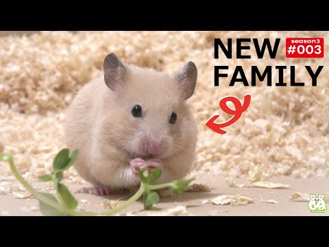 なんかヤル気のないハムスターお迎えしました(YouTube)