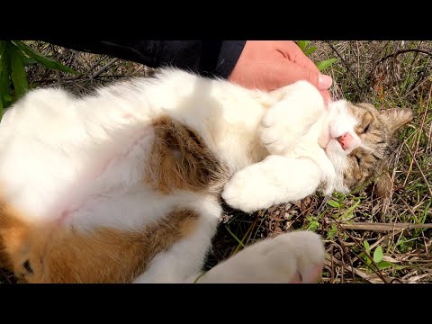 寄り目のキジシロ猫が干上がったダムで気持ちよさそうに日光浴をする(YouTube)