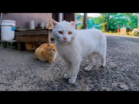路上でノンビリとした猫の集会に恐い先輩が乱入(YouTube)