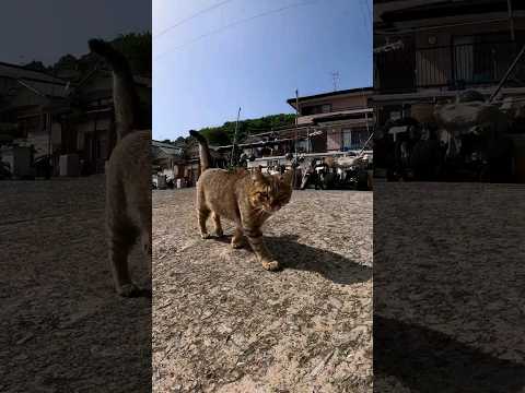 島の猫、モフられにきた#猫島 #野良猫 #自由猫 #外猫 #Cat #猫  #ぬこ #子猫 #kitten #catisland #shorts 　(YouTube)