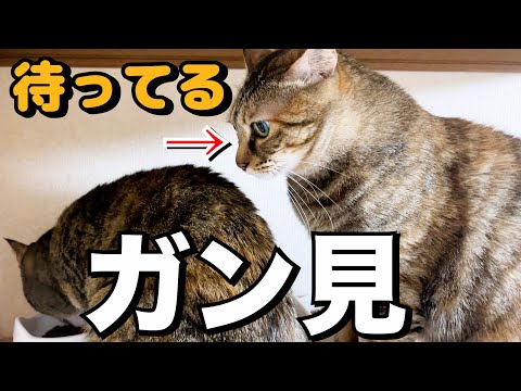 自分のご飯が用意されているのに姉猫のご飯が羨ましい猫が面白い行動に…笑(YouTube)