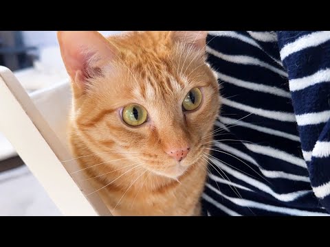 飼い主にかまってもらうために色々な方法で作業を中断させようとする猫が可愛いです…笑(YouTube)