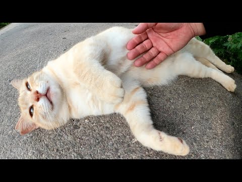 クリーム猫がへそ天ポーズなって「もっとモフって」と要求してくる(YouTube)