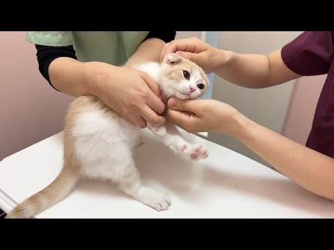 初めて動物病院で注射された子猫がこうなっちゃいました…(YouTube)