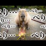 1ミリの感情も出さず竹の子をベリベリするカピバラが可愛すぎる(YouTube)