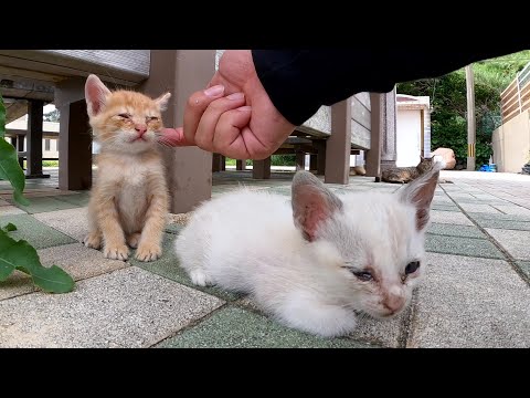 手のひらサイズの子猫ちゃん達が大好きなキジトラお姉ちゃんを追いかける(YouTube)