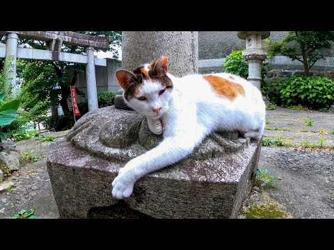 神社の階段付近で寝ていた三毛猫、撫でると喜んで懐いてきた(YouTube)