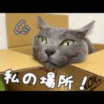 いつも場所を奪われてしまうハムちゃんにピッタリの場所が出来ました！(YouTube)