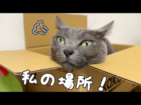 いつも場所を奪われてしまうハムちゃんにピッタリの場所が出来ました！(YouTube)