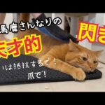 人間の力に負けないように必死にしがみつくしか猫がかわいい！(YouTube)