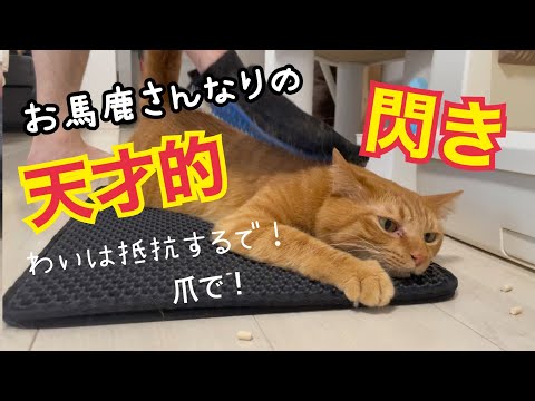 人間の力に負けないように必死にしがみつくしか猫がかわいい！(YouTube)