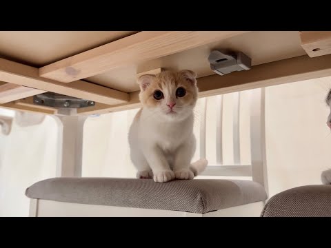生まれて初めての地震に遭った子猫が怖くてこうなっちゃいました…(YouTube)