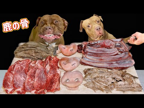 【犬の咀嚼音】高級肉や鹿の肋骨をおいしそうに食べるピットブル(YouTube)