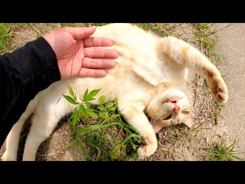 クリーム猫が可愛い声で鳴きながらお腹を見せてナデナデを求めてきた(YouTube)