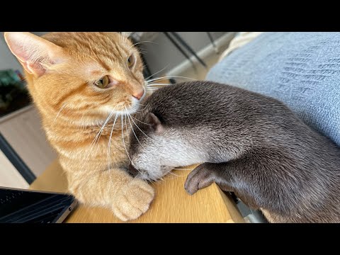 ベビーベッドで寝てる猫を必死に探し回ったものの結果は散々なカワウソ Otter looking around for a cat sleeping in a crib(YouTube)