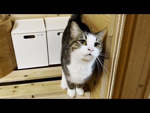 「オデコ、おいで」の合図を待っている猫(YouTube)