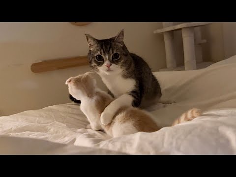 深夜3時に目が覚めると猫たちがまさかのこうなってました…(YouTube)