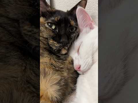 幸せな猫空間がこちらです🐱(YouTube)