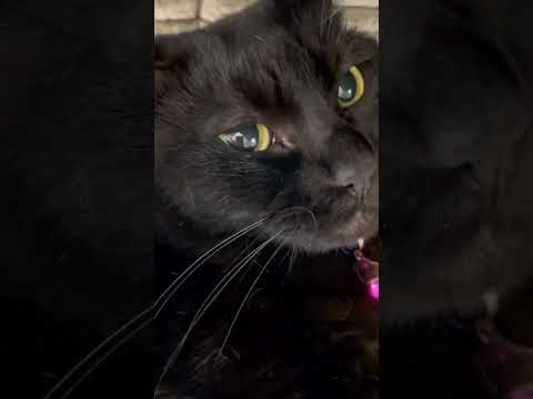 ハンモックからぜったい降りたくない黒猫🐈‍⬛（猫レース5/17）(YouTube)